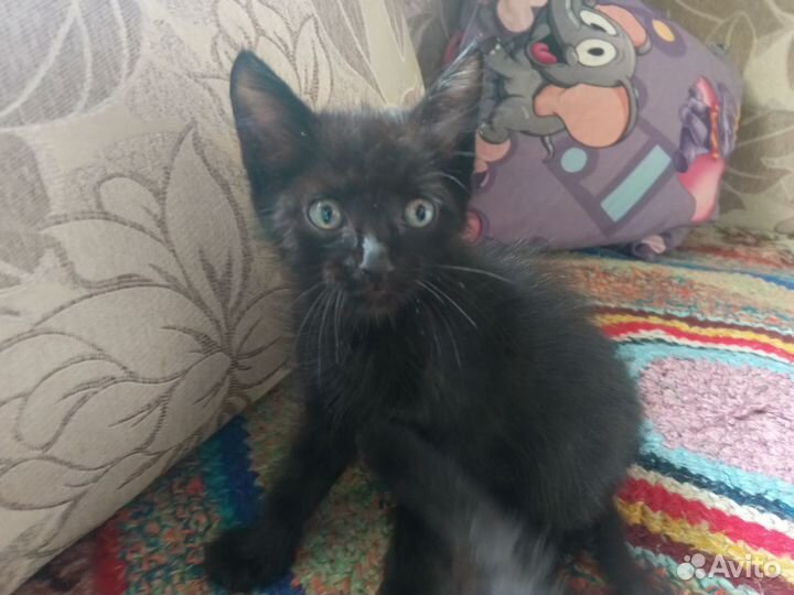 Котятки
