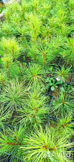 Сеянцы кедра сосны кедровой Pinus Sibirica