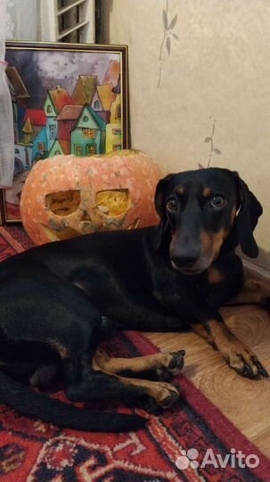 Передержка животных