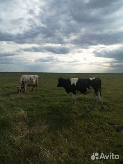 Коровы и телки