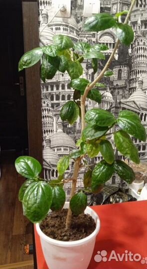 Сортовые гибискусы