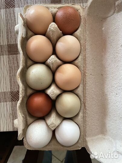 Молоко, творог, сыр, масло