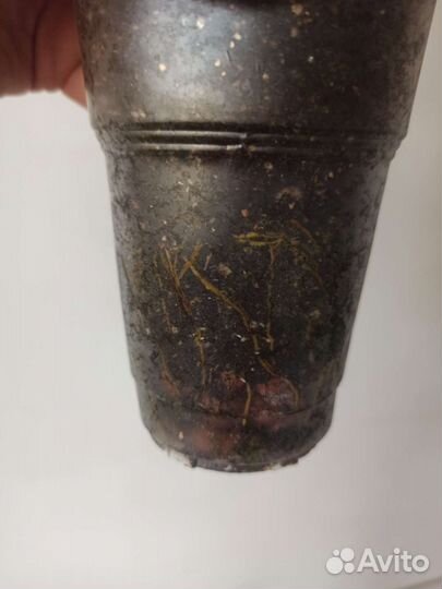 Драцена душистая компакта