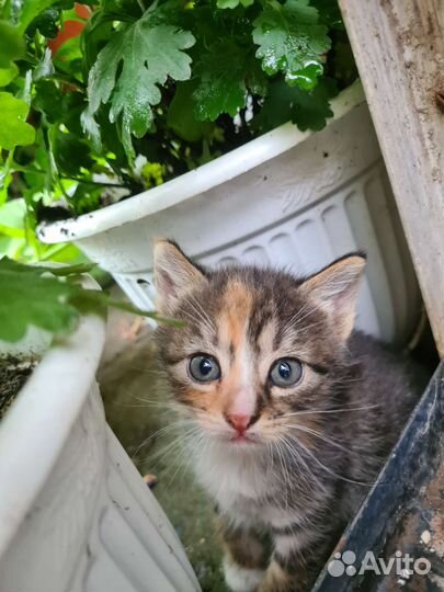 Кошечка в добрые ручки