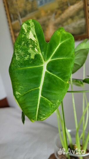 Алоказия фрайдек вариегатная