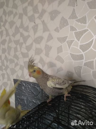 Попугай Корелла птенцы