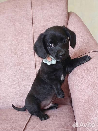 Малыш Чарли из приюта