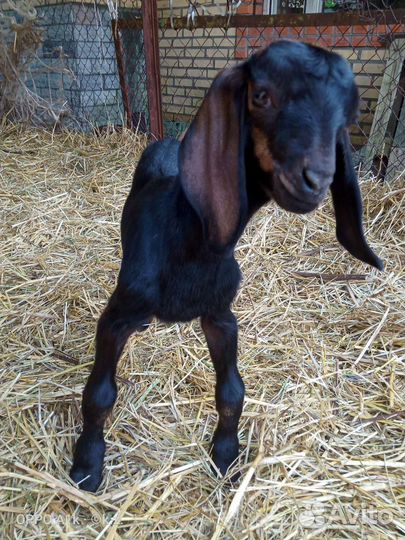 Нубийский козлик