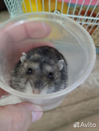 Джунгарский хомяк с клетко