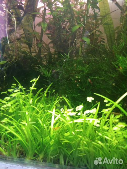 Аквариумные растения