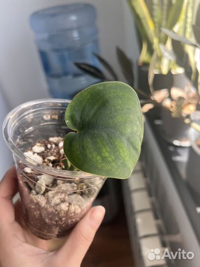 Сциндапсус jade satin (Жаде Сатин)