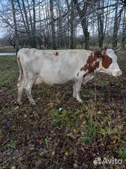 Корова дойная