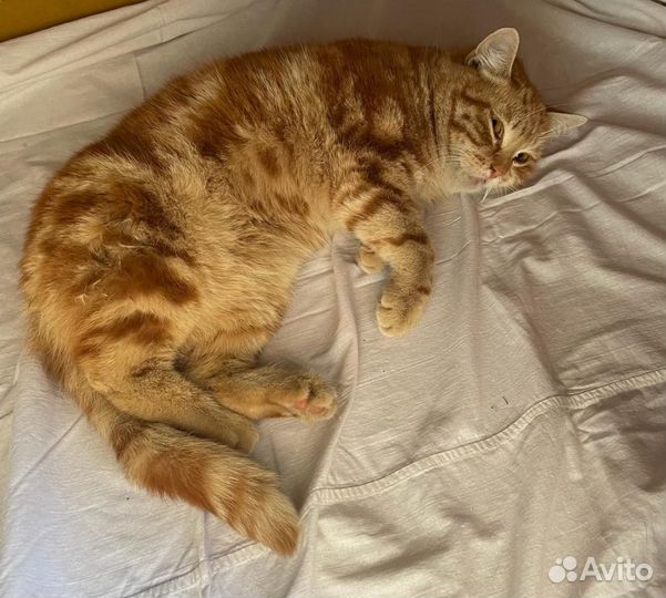 Кот найденчей
