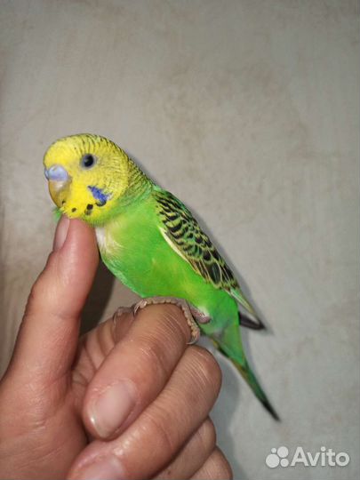 Птенцы волнистый попугай