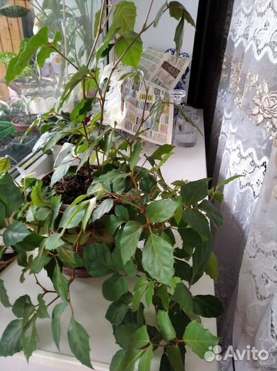 Комнатное растение