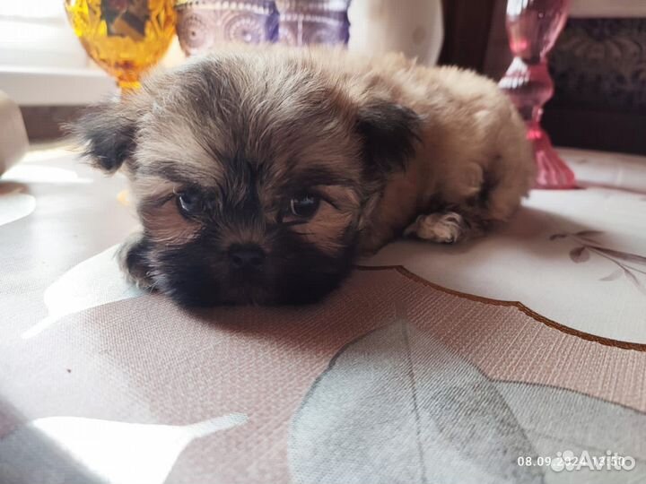 Мальтипу мини мальчики