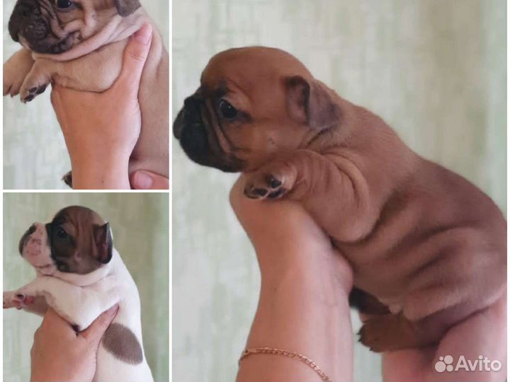 Дети голубых кровей