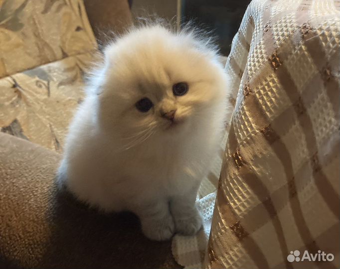 Шотландские котята