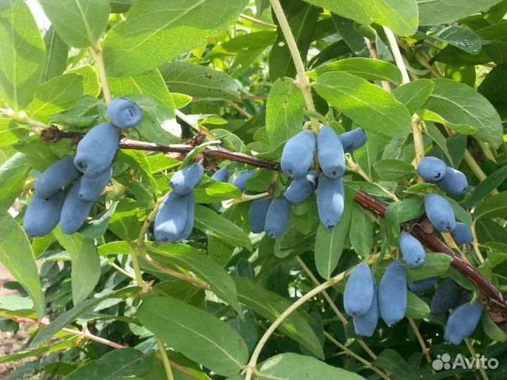 Саженцы плодовых деревьев зкс, роза зкс