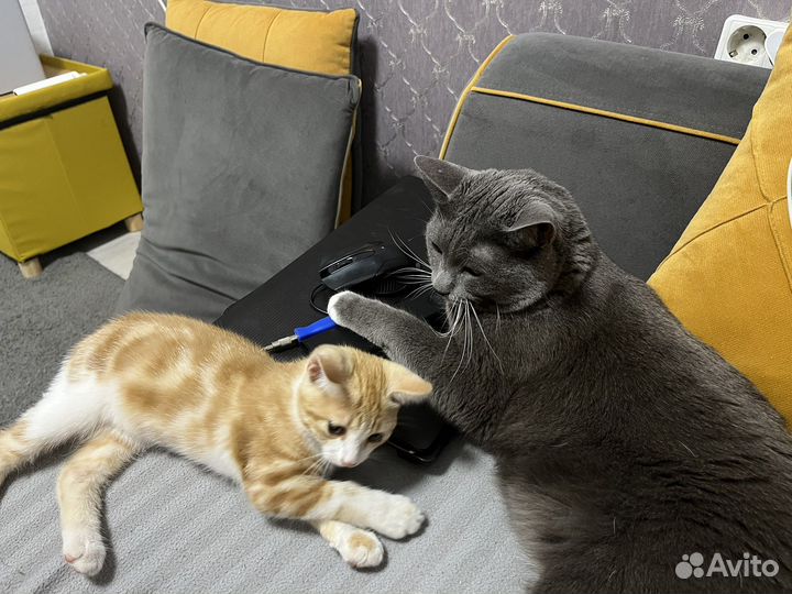 Рыжий котенок в дар