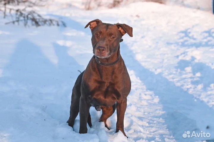 Некрупный питбуль Басэм ищет дом