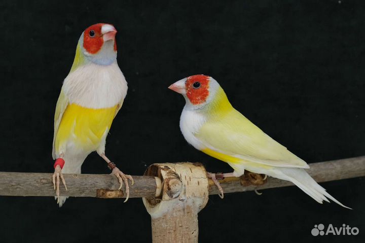 Амадины гульда