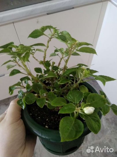 Комнатные цветы.Монстеры,орхидея,эписции