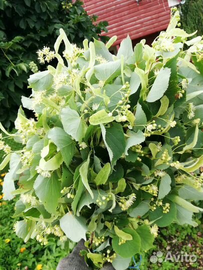 Веники для бани.Береза,Клен,Липа