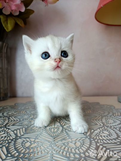 Британка с голубыми глазами