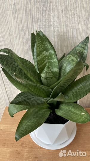 Сансевиерия