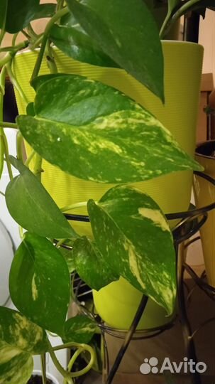 Эпипремнум