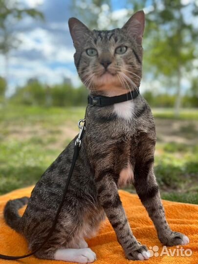 Кот на случку