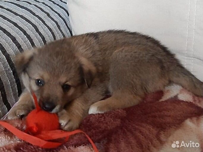 Собака в добрые руки щенок
