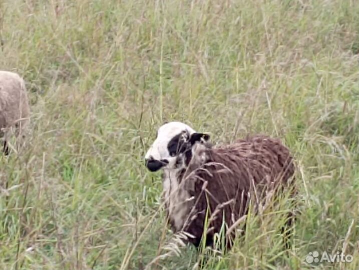 Стадо баранов