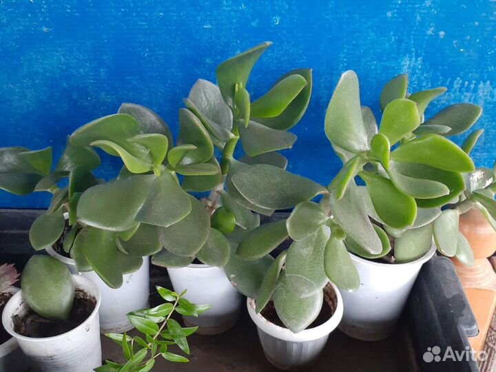 Комнатные цветы