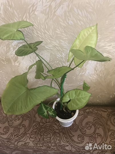 Сингониум вайт батерфляй