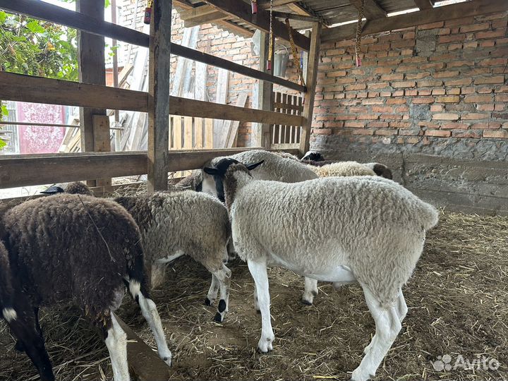 Овцы бараны дорпер