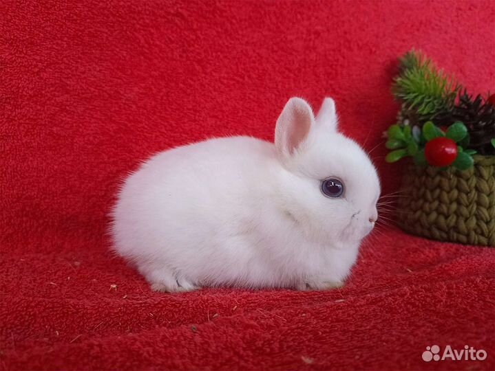 Мини кролики из питомника