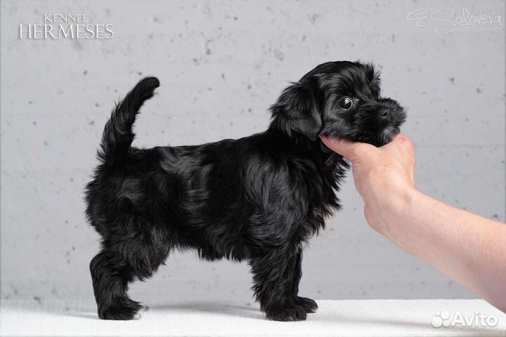 Мальчики цветные йорки