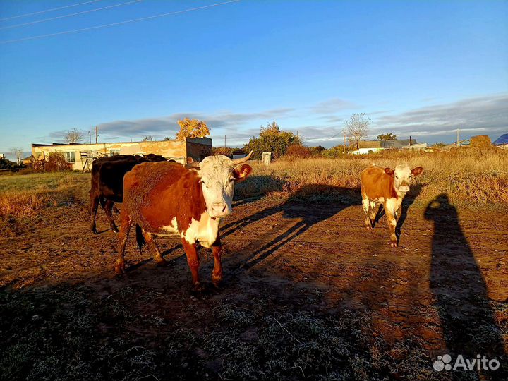 Коровы стельные дойные