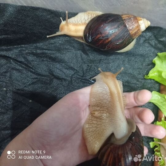 Улитки ахатины
