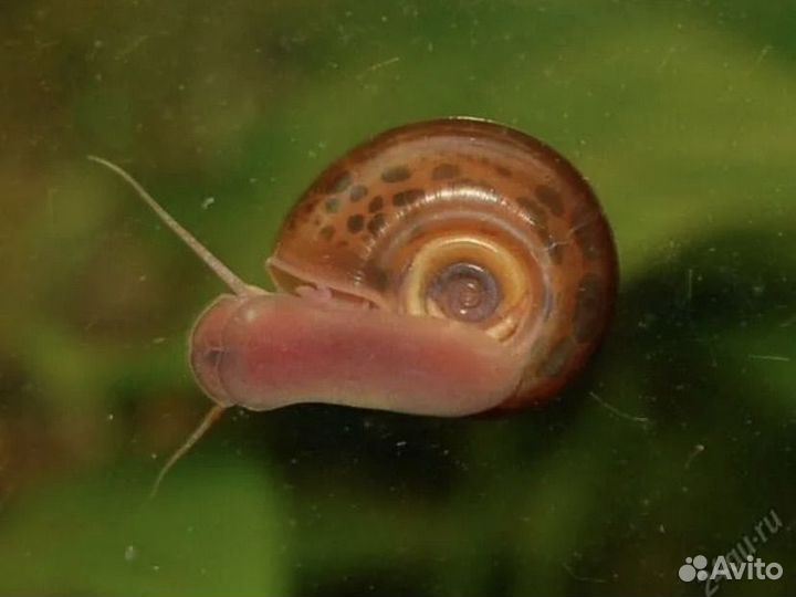 Анциструс сом прилипала