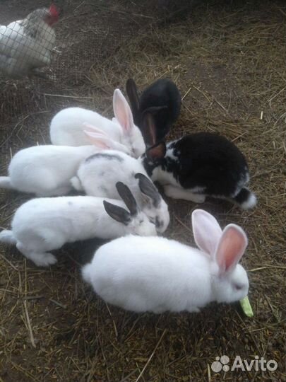 Продам кроликов. Разного возраста Продам оптом