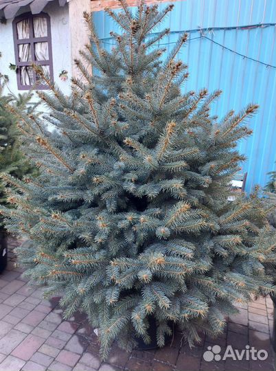 Ели от 1.2м