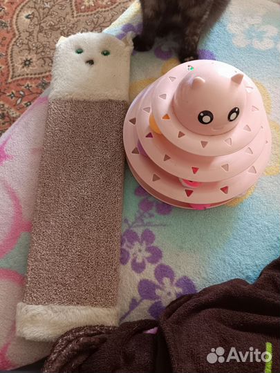 Одежда для собаки, когтеточка, игрушка