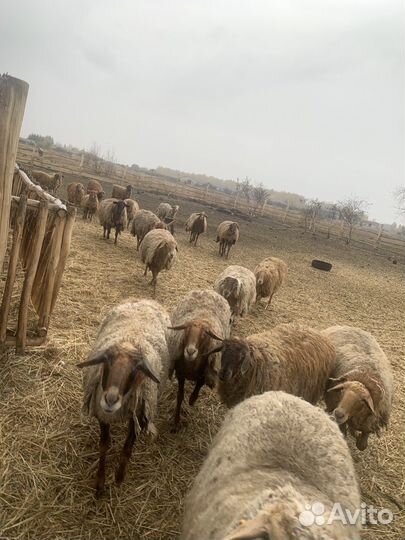 Овцы