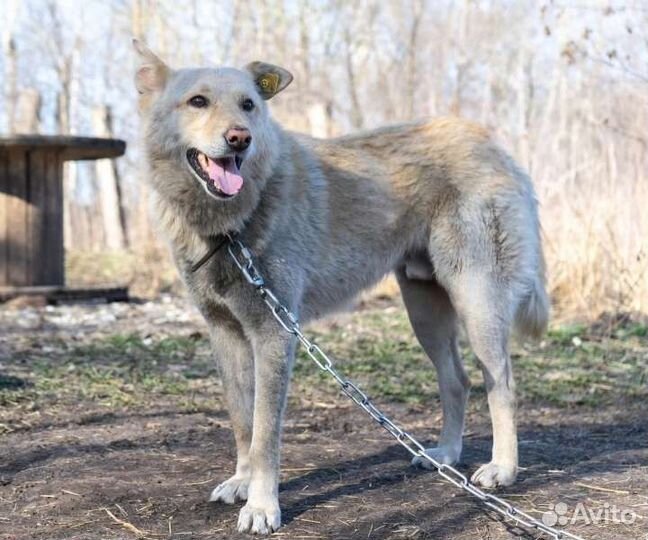 Собака в добрые руки