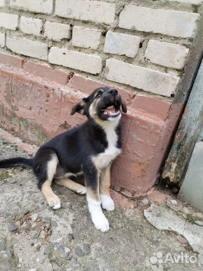 Щеночки девочки