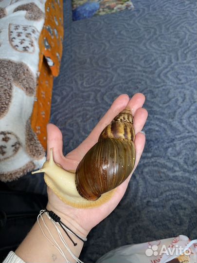 Улитки ахатины большие