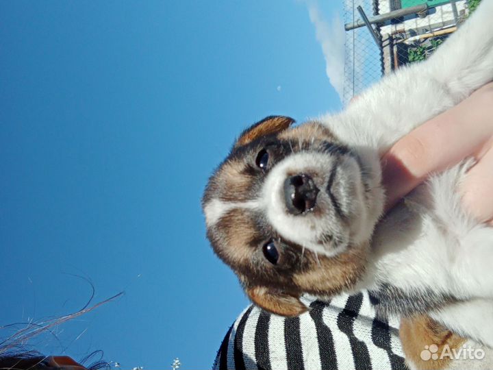 Собака в добрые руки отдам бесплатно